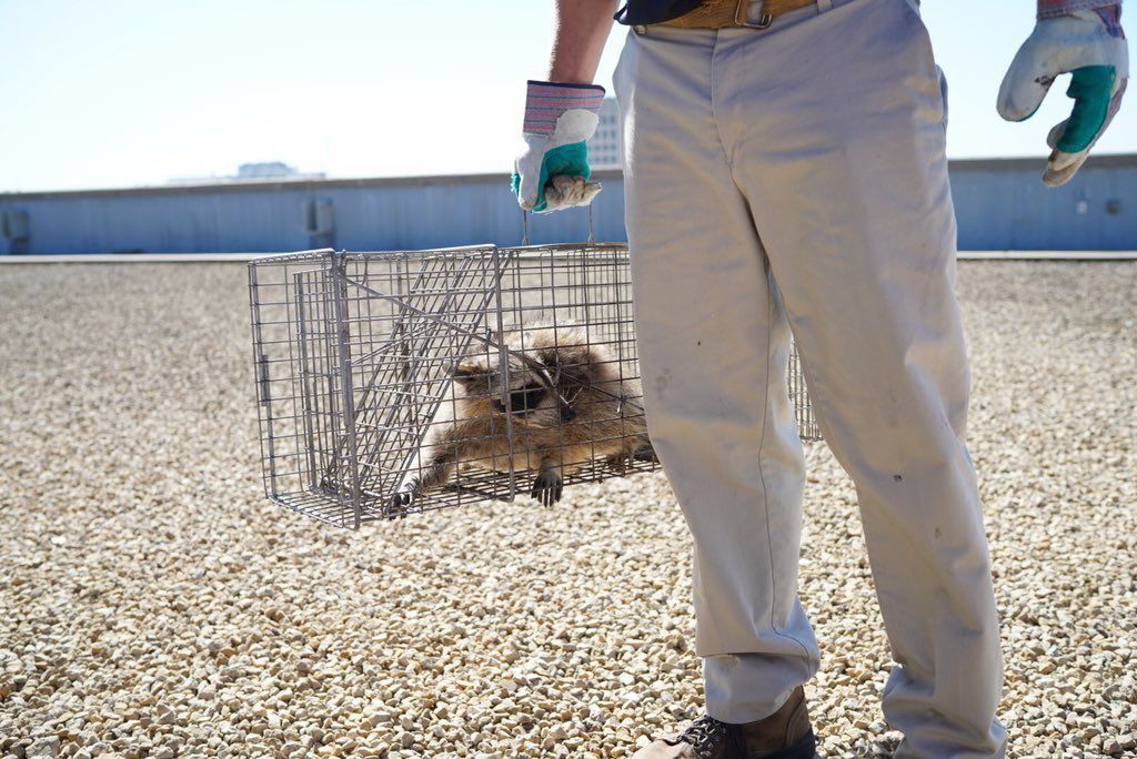Stranded-Raccoon